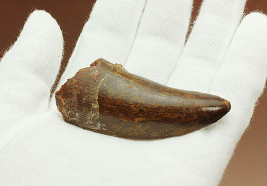茶色の歯冠に美しい光沢。厚みがあり、ジェムのような輝きを放つカルカロドントサウルス歯化石（その8）