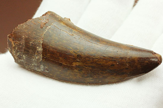 茶色の歯冠に美しい光沢。厚みがあり、ジェムのような輝きを放つカルカロドントサウルス歯化石（その9）