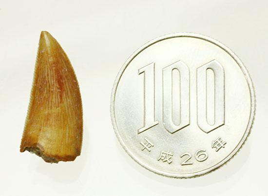 レア!アベリサウルス科の恐竜の美麗歯化石(その13)