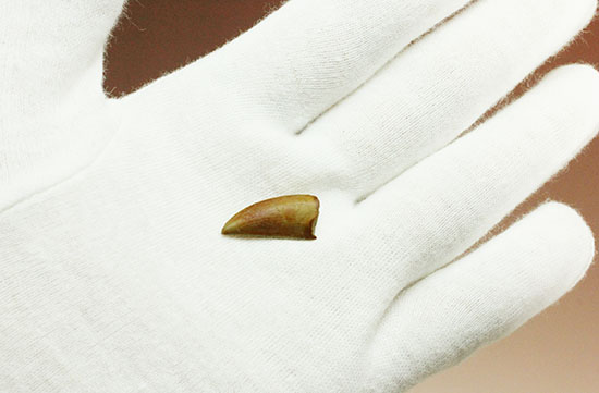 レア!アベリサウルス科の恐竜の美麗歯化石(その4)
