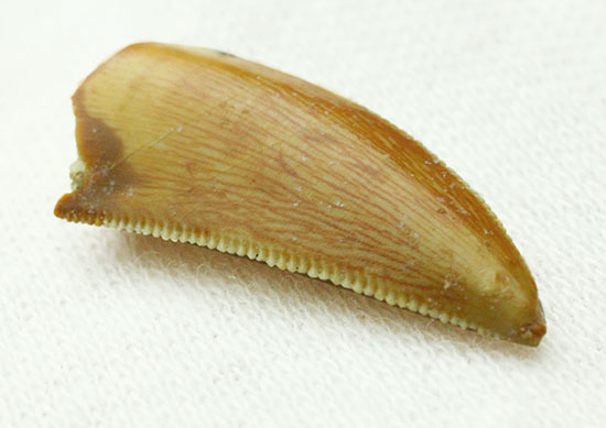 レア!アベリサウルス科の恐竜の美麗歯化石(その5)