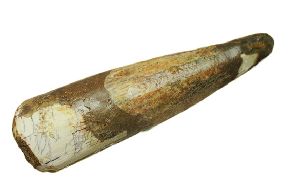 伸びやかな形状!突き刺し歯、肉食恐竜スピノサウルスの歯化石(Spinosaurus)(その2)