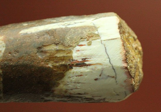 伸びやかな形状!突き刺し歯、肉食恐竜スピノサウルスの歯化石(Spinosaurus)(その8)
