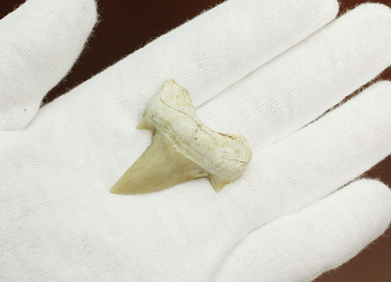 サイド歯が完全に保存！絶滅ザメ、5400万年前のオトダス良質歯化石(Otodus)（その2）