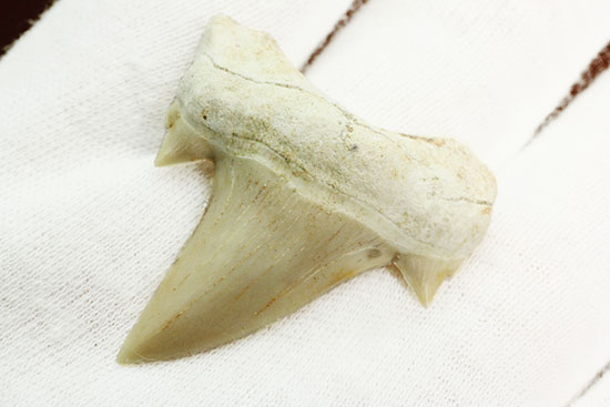 サイド歯が完全に保存！絶滅ザメ、5400万年前のオトダス良質歯化石(Otodus)（その3）