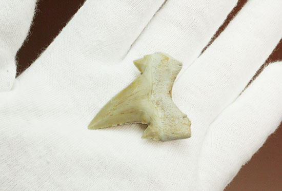 サイド歯が完全に保存！絶滅ザメ、5400万年前のオトダス良質歯化石(Otodus)（その4）