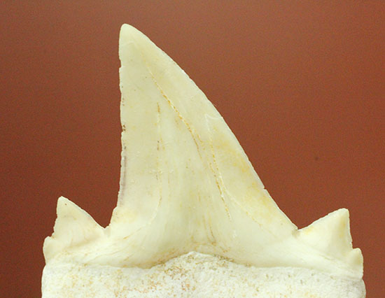 サイド歯が完全に保存！絶滅ザメ、5400万年前のオトダス良質歯化石(Otodus)（その7）