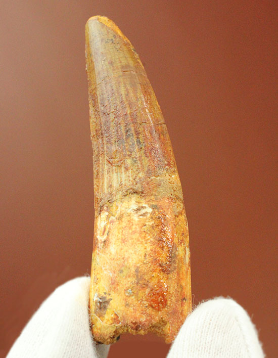 上質の肉食恐竜スピノサウルスの歯化石。(その1)