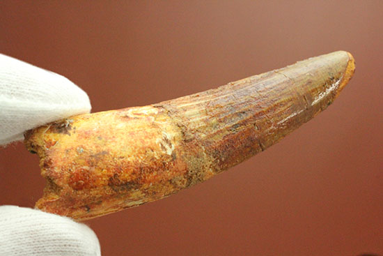 上質の肉食恐竜スピノサウルスの歯化石。(その10)