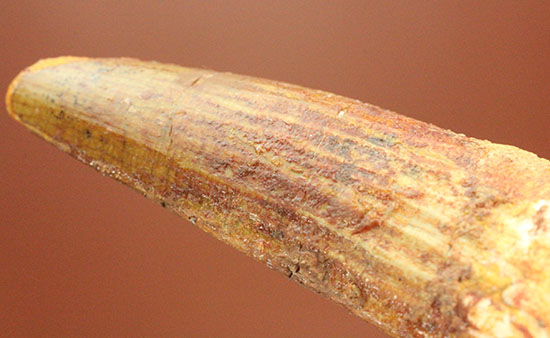 上質の肉食恐竜スピノサウルスの歯化石。(その12)