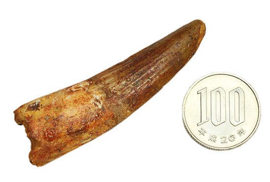 上質の肉食恐竜スピノサウルスの歯化石。(その13)