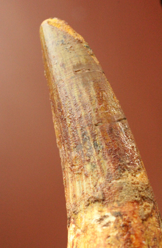 上質の肉食恐竜スピノサウルスの歯化石。(その2)