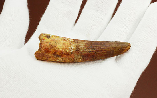 上質の肉食恐竜スピノサウルスの歯化石。(その4)