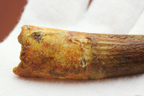 上質の肉食恐竜スピノサウルスの歯化石。(その5)
