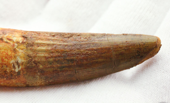 上質の肉食恐竜スピノサウルスの歯化石。(その6)