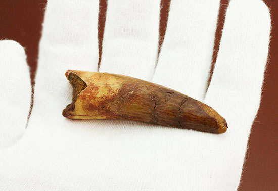上質の肉食恐竜スピノサウルスの歯化石。(その7)
