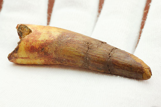 上質の肉食恐竜スピノサウルスの歯化石。(その8)