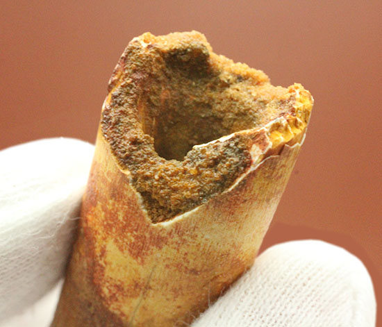 上質の肉食恐竜スピノサウルスの歯化石。(その9)