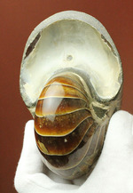 ８３５ｇのヘビー級のオウムガイの化石。シックで味わいぶかい色合いにご注目ください。