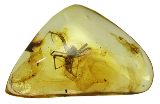 鮮明!肉眼で見られます。クモ入り、バルト海産虫入り琥珀(Amber)(その12)