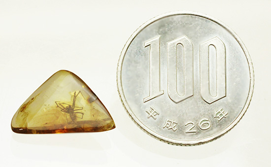 鮮明!肉眼で見られます。クモ入り、バルト海産虫入り琥珀(Amber)(その13)