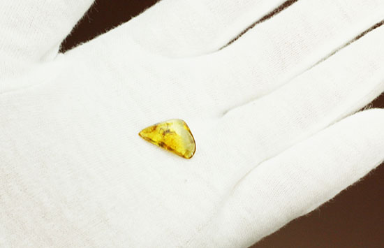 鮮明!肉眼で見られます。クモ入り、バルト海産虫入り琥珀(Amber)(その4)