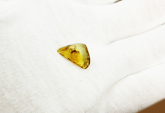 鮮明！肉眼で見られます。クモ入り、バルト海産虫入り琥珀(Amber) 化石