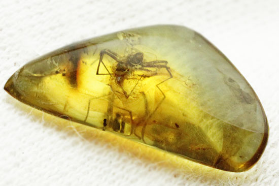 鮮明!肉眼で見られます。クモ入り、バルト海産虫入り琥珀(Amber)(その6)