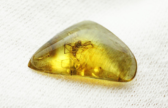 鮮明!肉眼で見られます。クモ入り、バルト海産虫入り琥珀(Amber)(その7)