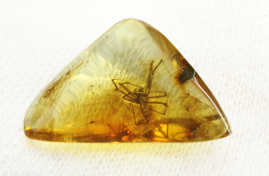 鮮明！肉眼で見られます。クモ入り、バルト海産虫入り琥珀(Amber) 化石