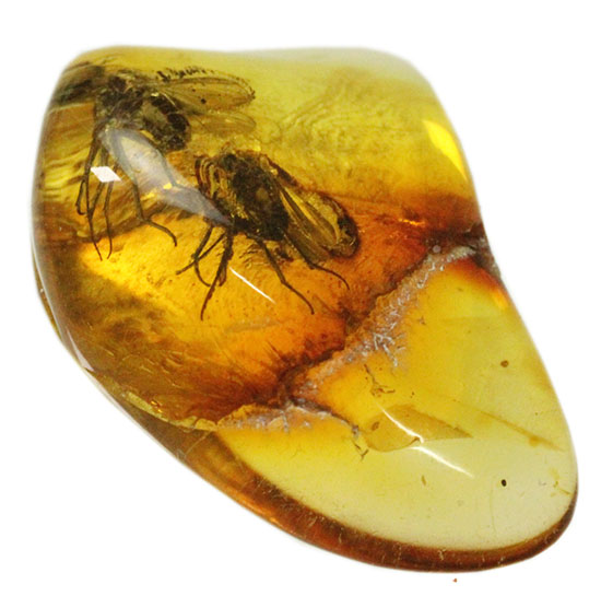 ２匹の虫が内包された琥珀化石です。バルティックアンバー(Amber)（その1）