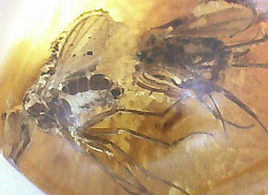 2匹の虫が内包された琥珀化石です。バルティックアンバー(Amber