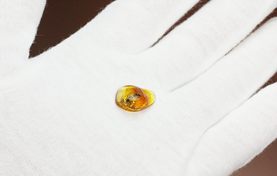 2匹の虫が内包された琥珀化石です。バルティックアンバー(Amber)(その5)