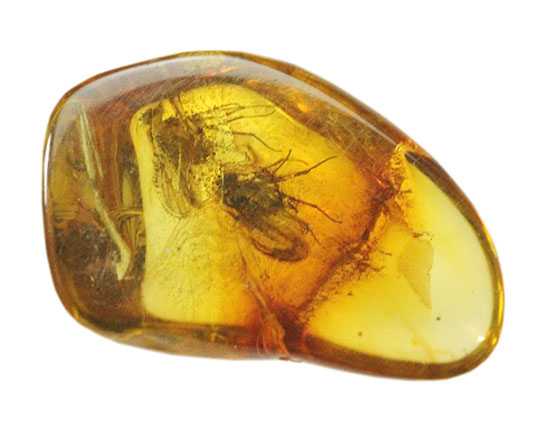 ２匹の虫が内包された琥珀化石です。バルティックアンバー(Amber)（その7）