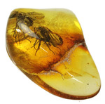 ２匹の虫が内包された琥珀化石です。バルティックアンバー(Amber)