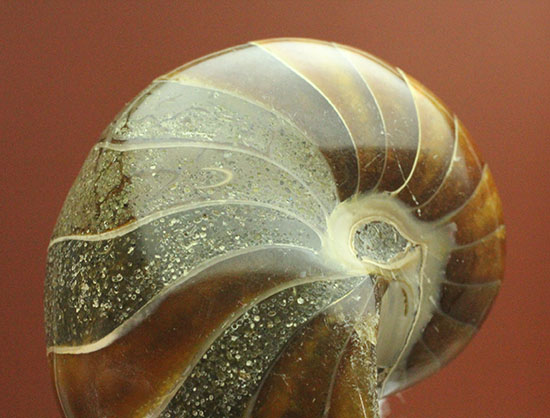 生きた化石、オウムガイ 生きた化石」とも呼ばれる不思議な生物「オウムガイ」とは