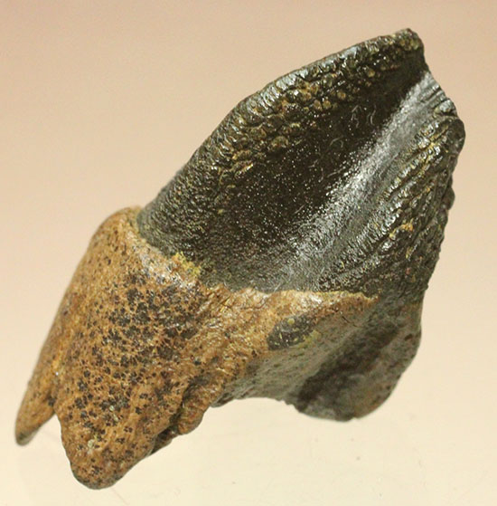 保存状態に注目！本来の形を存分に楽しめる、希少なトリケラトプスの歯