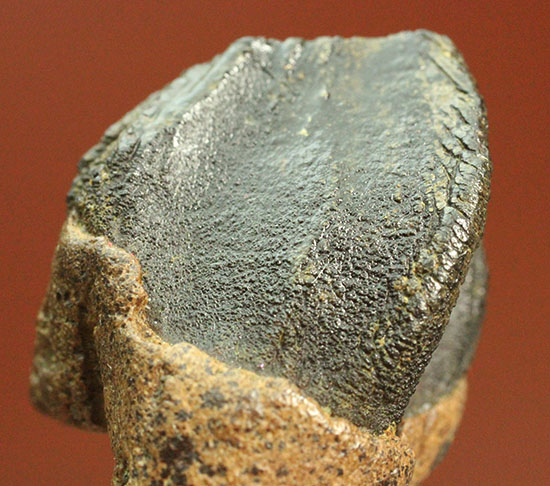 保存状態に注目！本来の形を存分に楽しめる、希少なトリケラトプスの歯