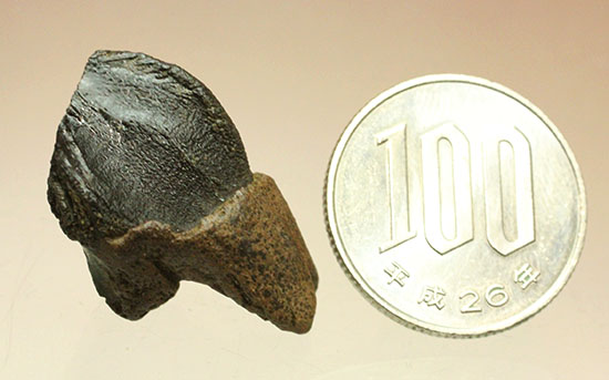 保存状態に注目！本来の形を存分に楽しめる、希少な