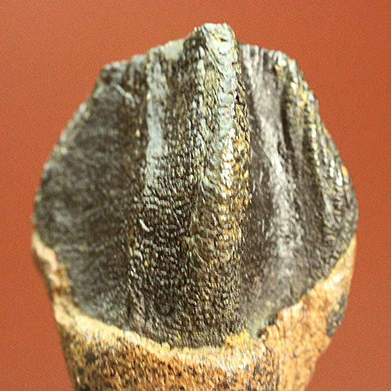 保存状態に注目！本来の形を存分に楽しめる、希少なトリケラトプスの歯