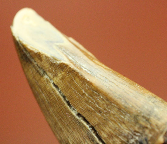 ティラノサウルス・レックスの前上顎骨歯。小型ながら前上顎骨歯の特徴を完全に備えています。（その12）