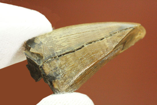 ティラノサウルス・レックスの前上顎骨歯。小型ながら前上顎骨歯の特徴を完全に備えています。（その14）