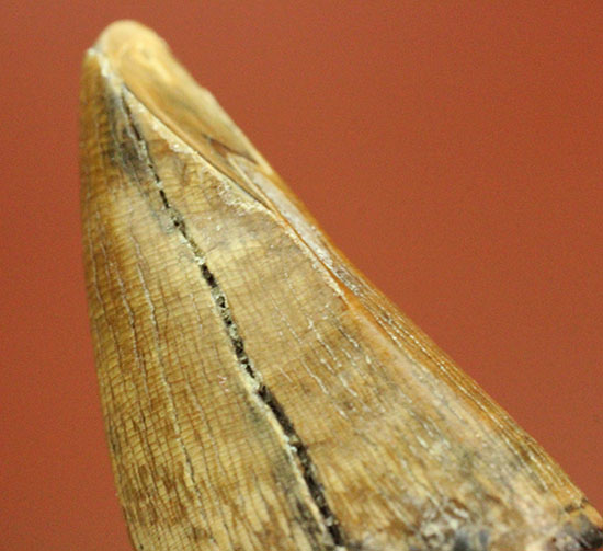 ティラノサウルス・レックスの前上顎骨歯。小型ながら前上顎骨歯の特徴を完全に備えています。（その15）
