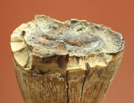 ティラノサウルス・レックスの前上顎骨歯。小型ながら前上顎骨歯の特徴を完全に備えています。（その16）