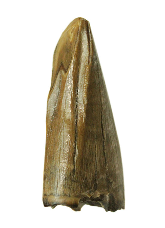 ティラノサウルス・レックスの前上顎骨歯。小型ながら前上顎骨歯の特徴を完全に備えています。（その2）