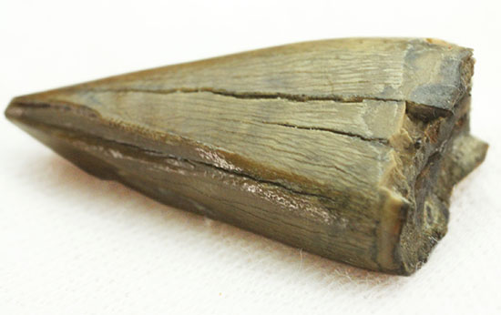 ティラノサウルス・レックスの前上顎骨歯。小型ながら前上顎骨歯の特徴を完全に備えています。（その7）
