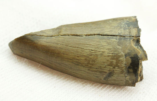 ティラノサウルス・レックスの前上顎骨歯。小型ながら前上顎骨歯の特徴を完全に備えています。（その8）