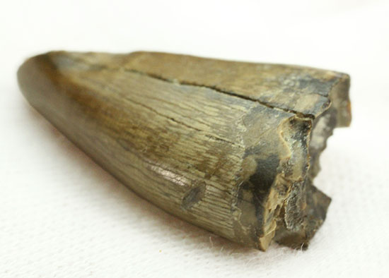 ティラノサウルス・レックスの前上顎骨歯。小型ながら前上顎骨歯の特徴を完全に備えています。（その9）