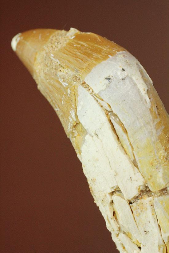 新生代に入り出現した、槍のような歯を持つ、捕食性の強い原始クジラ「ドルドン」の前側の歯化石（その1）