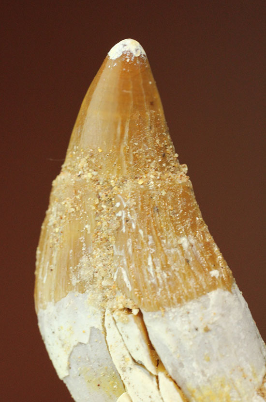 新生代に入り出現した、槍のような歯を持つ、捕食性の強い原始クジラ「ドルドン」の前側の歯化石（その2）